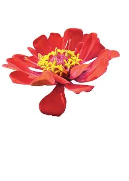 Red  flowers 写真素材
