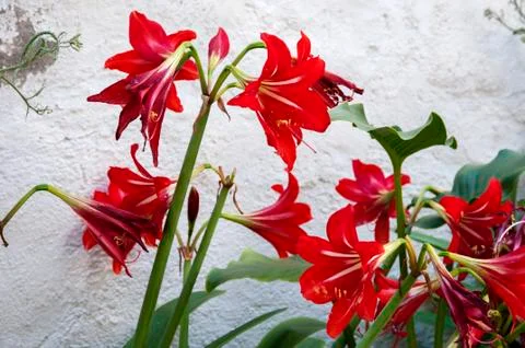 Red flowers Stock Photos