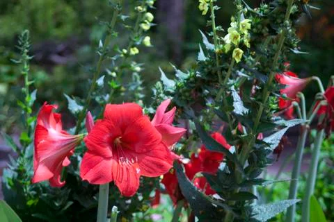 Red  flowers Foto stock