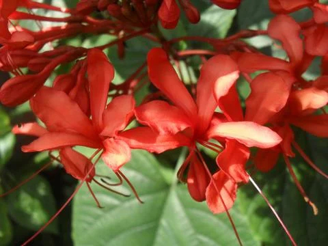 Red Flowers 스톡 사진
