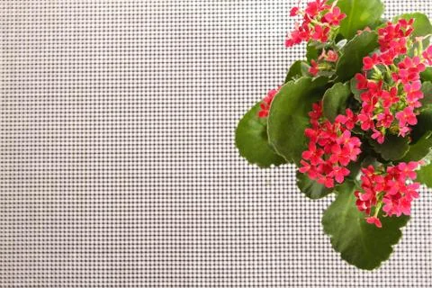 Red flowers. Stock Photos