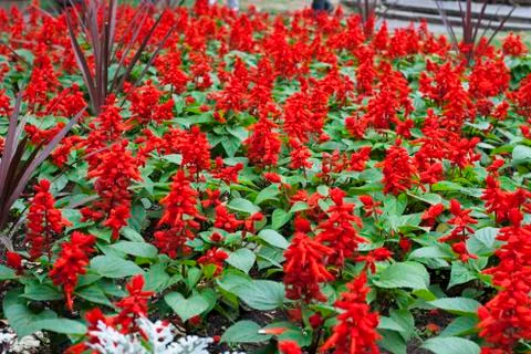 Red flowers Foto stock