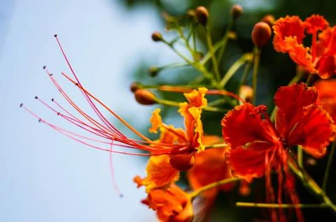 Red flowers Foto stock