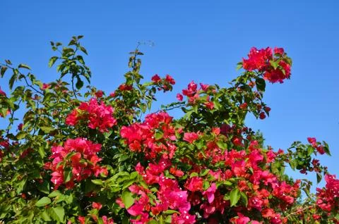Red flowers Stock Photos