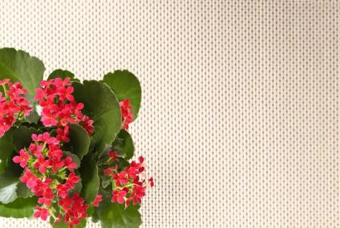 Red flowers. Stock Photos