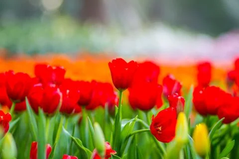 Red flowers Stock Photos