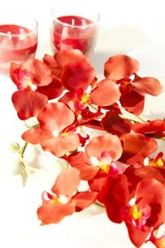Red Flowers Stock Photos