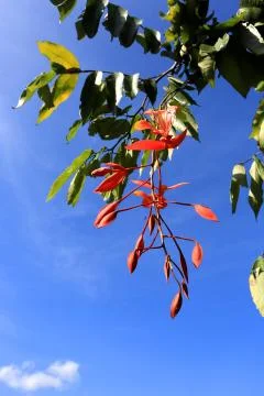Red flowers 스톡 사진