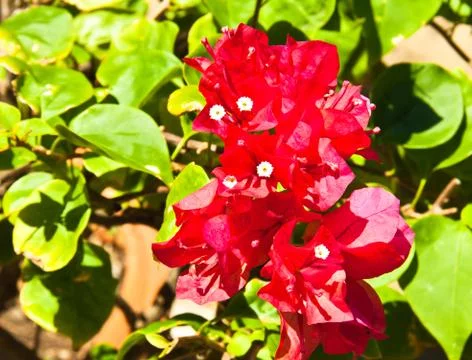 Red flowers. Stock Photos