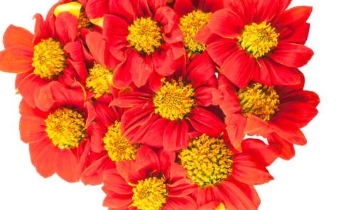 Red flowers Stock Photos