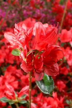 Red flowers Stock Photos