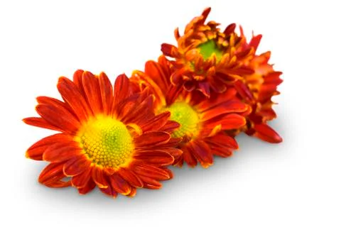 Red flowers Stock Photos