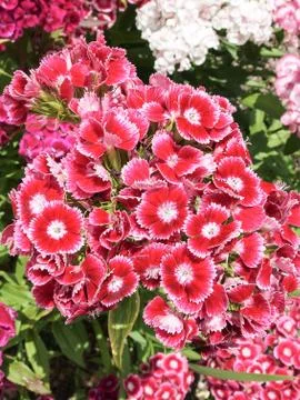 Red flowers Stock Photos