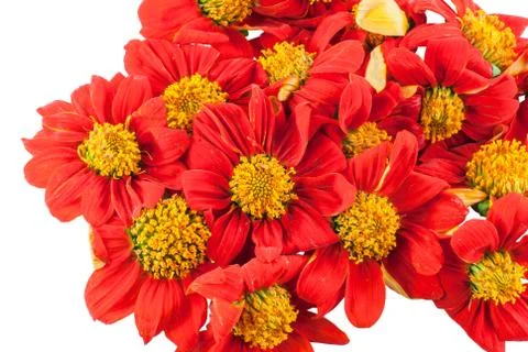 Red flowers Foto stock