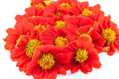 Red flowers Stock Photos