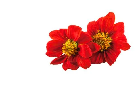 Red flowers Foto stock