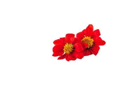 Red flowers Stock Photos