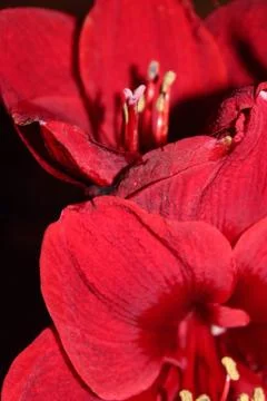 Red flowers 스톡 사진