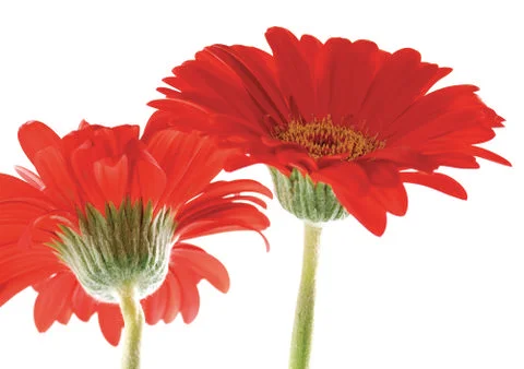 Red flowers Stock Photos