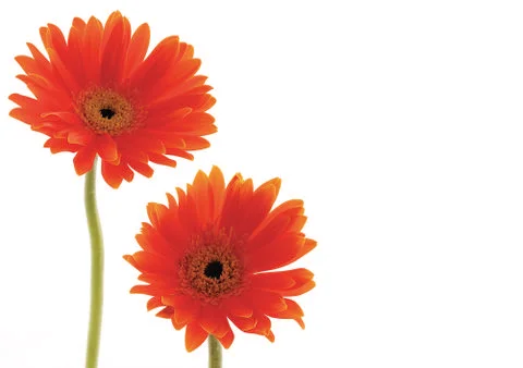 Red flowers Stock Photos