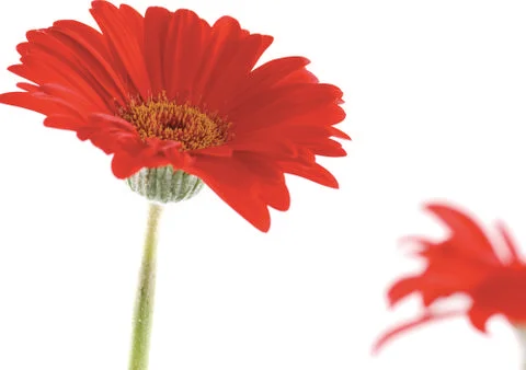 Red flowers Stock Photos