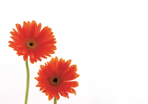 Red flowers Stock Photos