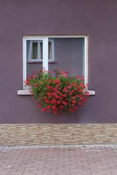 Red Flowers Stock Photos