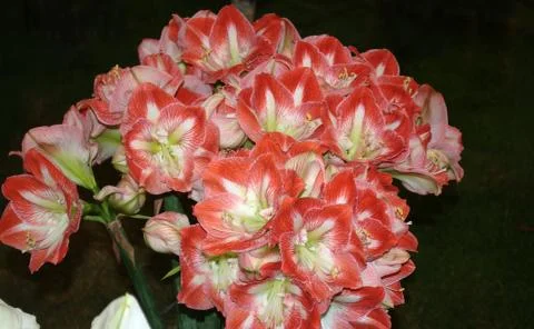 Red flowers Foto stock