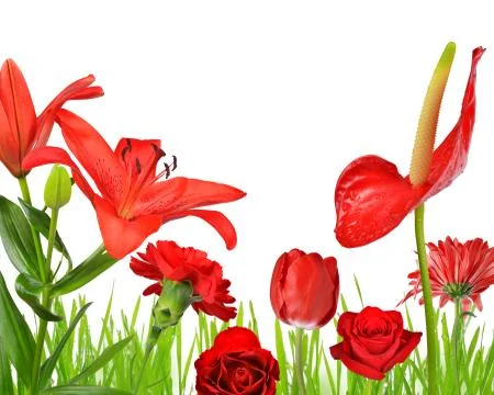 Red flowers Stock Photos