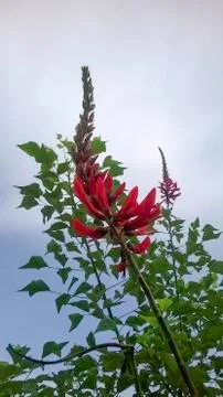 Red flowers Stock Photos