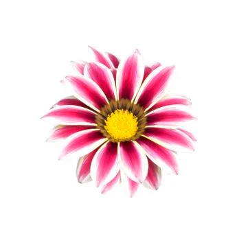Red Flowers Stock Photos
