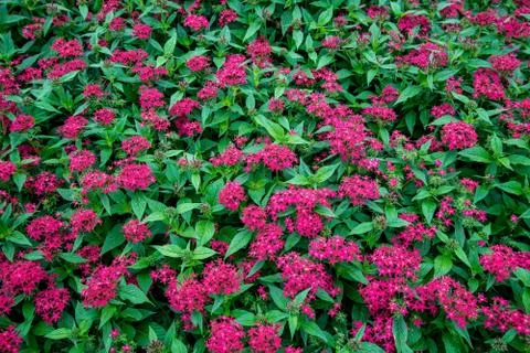 Red flowers Foto stock