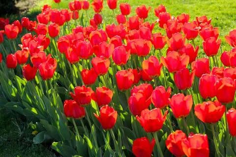 Red Flowers Stock Photos