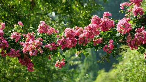 Red flowers 写真素材