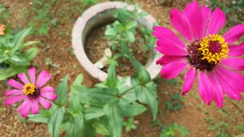 Red flowers 스톡 사진