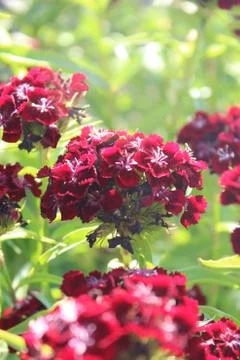 Red flowers Stock Photos