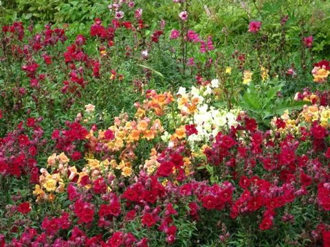 Red flowers Stock Photos
