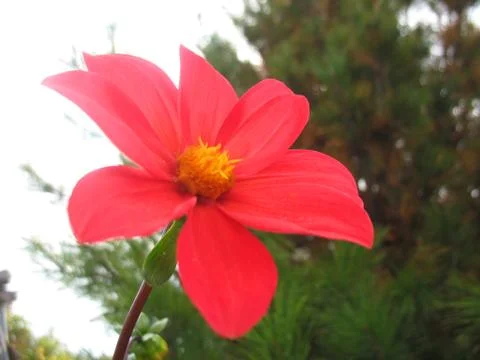 Red flowers Stock Photos