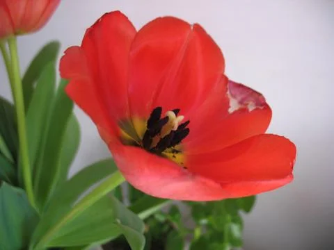 Red flowers Stock Photos