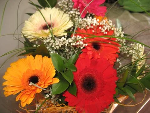 Red flowers Stock Photos