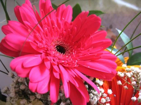 Red flowers Stock Photos