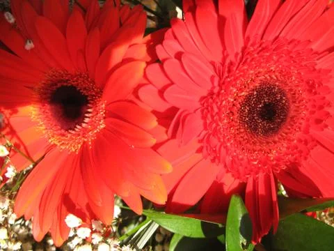 Red flowers Stock Photos