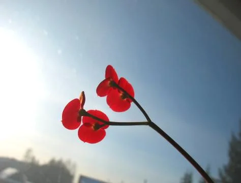 Red flowers Stock Photos