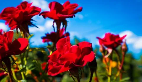 RED FLOWERS Stock Photos