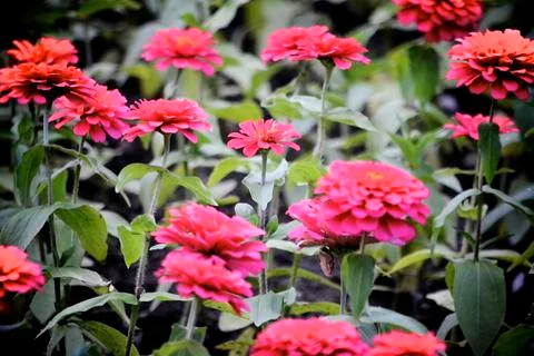 Red Flowers Stock Photos