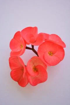Red Flowers Stock Photos