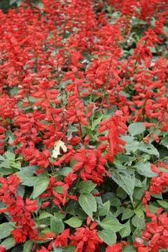 Red flowers Stock Photos