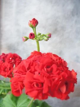 Red flowers Stock Photos