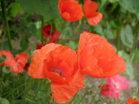 Red flowers Stock Photos