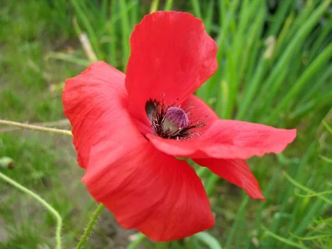 Red flowers Stock Photos